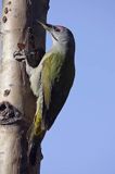 dzięcioł zielonosiwy Picus canus samiec