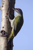 dzięcioł zielonosiwy Picus canus samiec