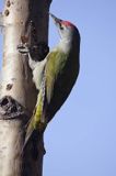 dzięcioł zielonosiwy Picus canus samiec