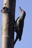 dzięcioł zielonosiwy Picus canus samiec