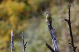 Dzięcioł zielony, Picus viridis