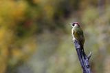 Dzięcioł zielony, Picus viridis