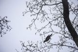 Dzięcioł zielony, Picus viridis