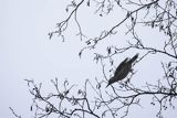 Dzięcioł zielony, Picus viridis