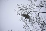 Dzięcioł zielony, Picus viridis