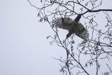 Dzięcioł zielony, Picus viridis