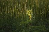 Dzięgiel litwor, arcydzięgiel litwor, Angelica archangelica L., Archangelica officinalis Hoffm.