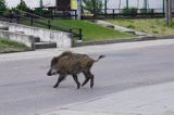 dzik, sus scrofa, dziki przechodzące przez szosę w Górkach Zachodnich / Gdańsk/ gdansk