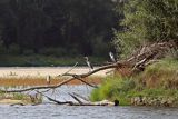 Czaple siwe nad Wisłą, Ardea cinerea