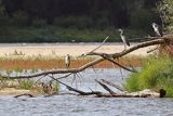 Czaple siwe nad Wisłą, Ardea cinerea