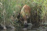 dzik, Sus scrofa