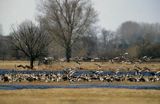 gęsi na rozlewisku, Biebrzański Park Narodowy