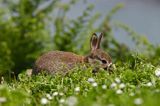 Królik europejski, królik dziki Oryctolagus cuniculus)