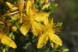 dziurawiec zwyczajny Hypericum perforatum L.) ,