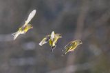 dzwoniec Carduelis chloris