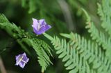 dzwonek i paproć, szkiery szwedzkie, Szwecja, dzwonek brzoskwiniolistny, Campanula persicifolia