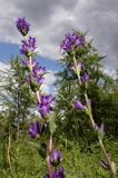 Campanula glomerata dzwonek skupiony) , Ponidzie rezerwat 'Grabowiec'