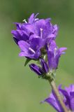 Campanula glomerata dzwonek skupiony) , Ponidzie rezerwat 'Grabowiec'