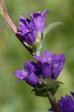 Campanula glomerata dzwonek skupiony) , Ponidzie rezerwat 'Grabowiec'