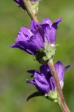 Campanula glomerata dzwonek skupiony) , Ponidzie rezerwat 'Grabowiec'