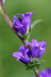 Campanula glomerata dzwonek skupiony) , Ponidzie rezerwat 'Grabowiec'