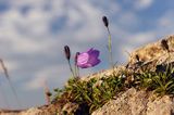 Dzwonek wąskolistny Campanula polymorpha) , Campanula kladniana) Tarnica, Bieszczady