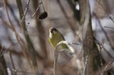 Dzwoniec - Carduelis chloris