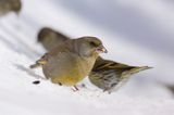 dzwoniec Carduelis chloris