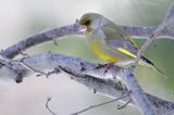 dzwoniec Carduelis chloris