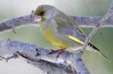 dzwoniec Carduelis chloris