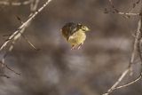 Dzwoniec Carduelis chloris