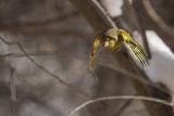 Dzwoniec Carduelis chloris