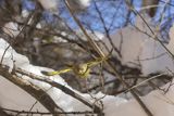 Dzwoniec Carduelis chloris