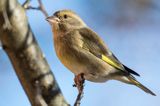 dzwoniec Carduelis chloris