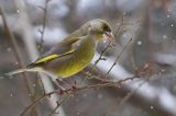 dzwoniec Carduelis chloris zajadajacy pączki