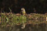 Dzwoniec Carduelis chloris