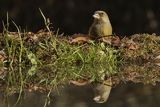 Dzwoniec Carduelis chloris