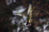 dzwoniec Carduelis chloris