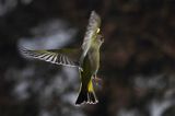 dzwoniec Carduelis chloris