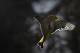 dzwoniec Carduelis chloris