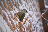 Dzięcioł zielonosiwy, Picus canus, samica