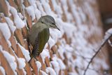 Dzięcioł zielonosiwy, Picus canus, samica