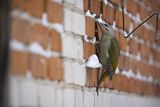 Dzięcioł zielonosiwy, Picus canus, samica