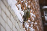 Dzięcioł zielonosiwy, Picus canus, samica