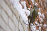Dzięcioł zielonosiwy, Picus canus, samica