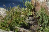 Edredon, Somateria mollissima, samica