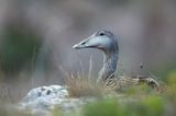 Edredon, Somateria mollissima, samica