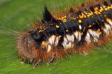 gąsienica, Barczatka napójka, napójka łąkówka, Euthrix potatoria, Bieszczady