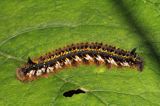 gąsienica, Barczatka napójka, napójka łąkówka, Euthrix potatoria, Bieszczady