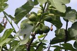 Figowiec pospolity, figa karyjska, drzewo figowe, figa Ficus carica L.,) owoce, figi